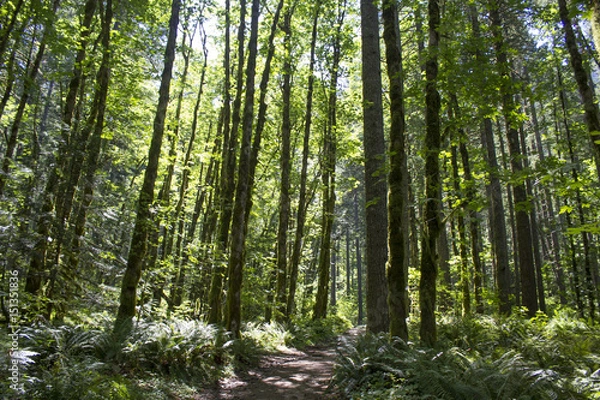 Obraz Pacific Crest Trail Oregon