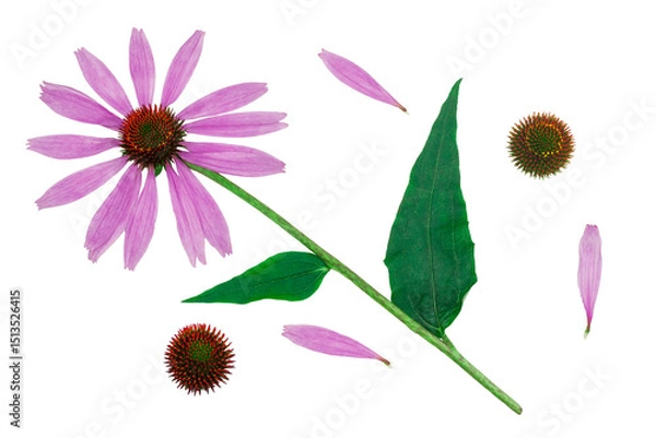 Obraz Echinacea flowers isolated on a white background, contour.
