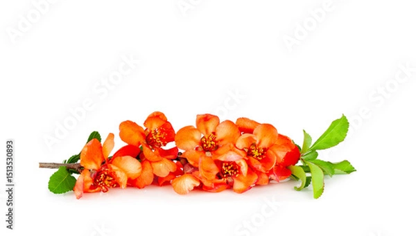 Obraz Blooming branch of Japanese quince isolated on a white background, contour