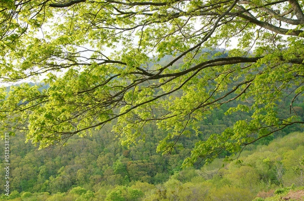 Obraz 春の日差しに輝く