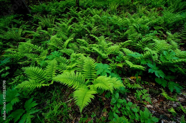 Obraz シダの群落