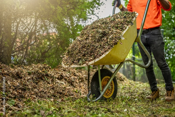 Obraz Man with yellow wheelbarrow in the garden. Garden wheelbarrow full of mulch. Summer garden in background.