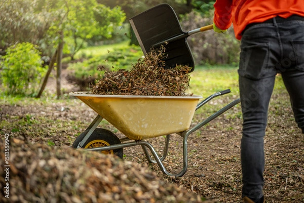 Obraz Man with yellow wheelbarrow in the garden. Garden wheelbarrow full of mulch. Summer garden in background.