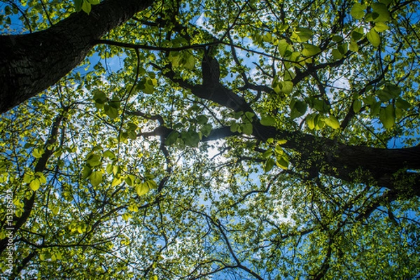 Obraz Blue Sky and Trees