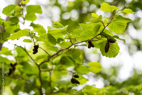 Obraz 물오리나무