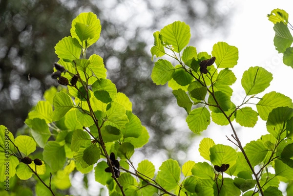 Obraz 물오리나무