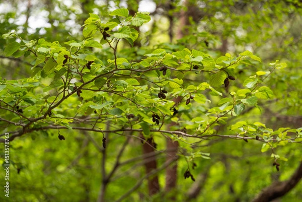 Obraz 물오리나무