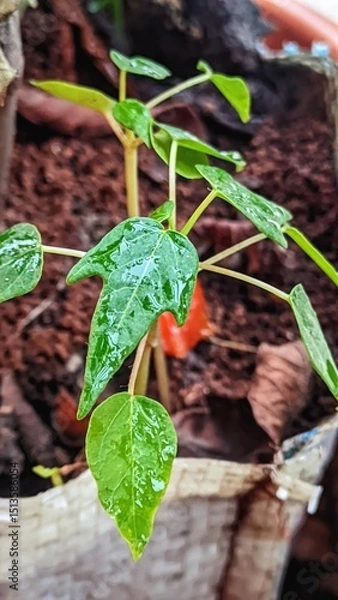 Fototapeta Green Jatropha Curcas Seedling with Dew Drops
