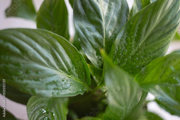 Fototapeta green leaves with dew drops