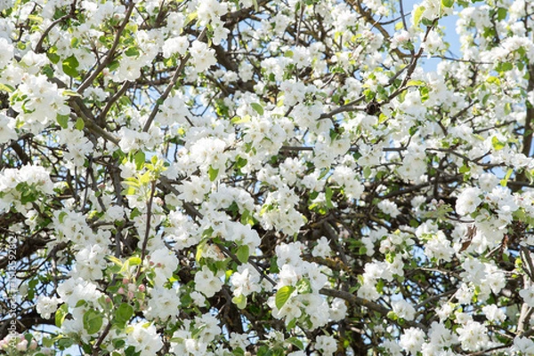 Fototapeta Blossoming trees in spring in the village