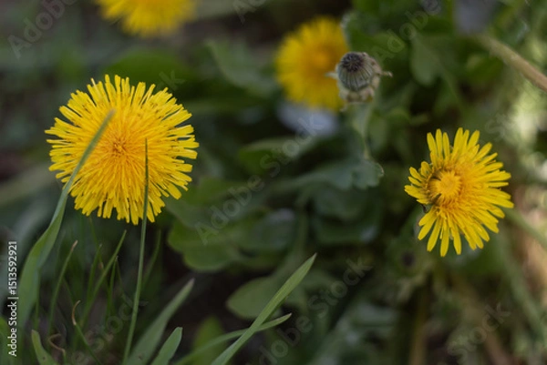Fototapeta Dandelion flower in green grass in spring