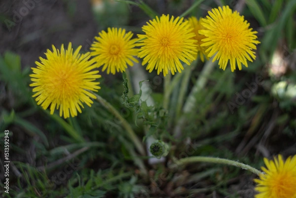 Fototapeta Dandelion flower in green grass in spring