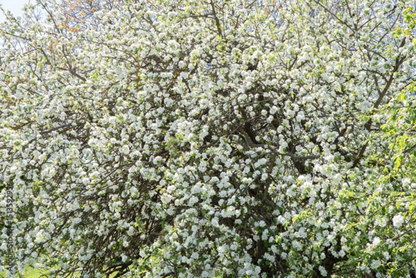 Fototapeta Fruit trees blooming in the countryside. Slow life