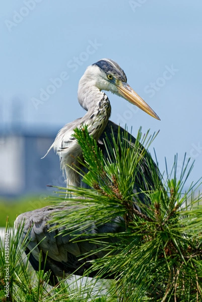 Fototapeta grey heron in a pine tree