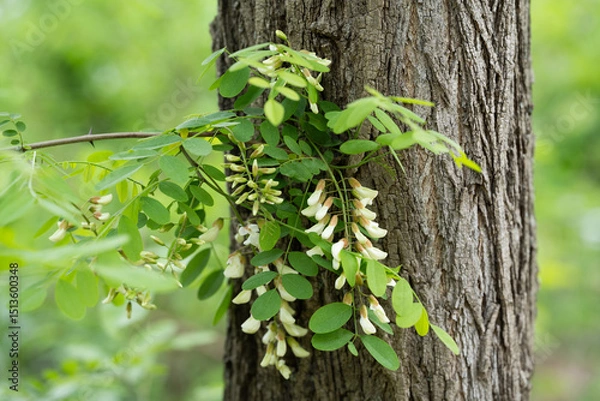 Obraz 아까시나무