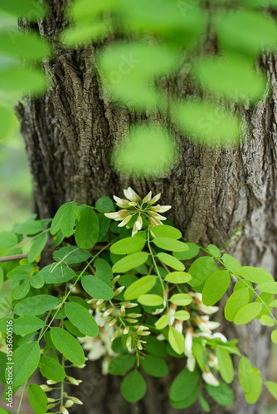 Obraz 아까시나무