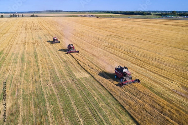 Fototapeta Three combine harvesters in a row are harvesting the last line of crops. Agrarian country
