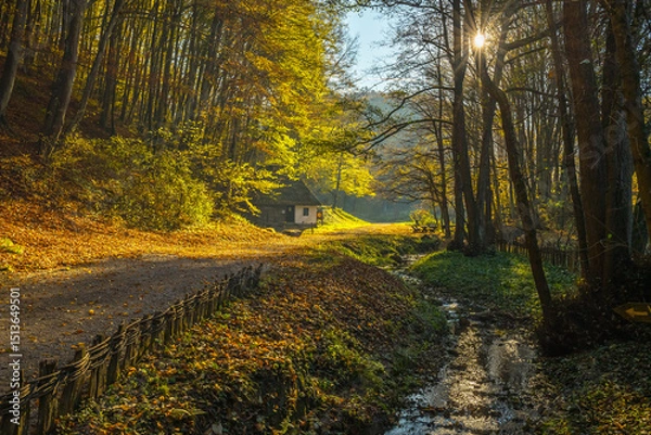 Fototapeta autumn forest