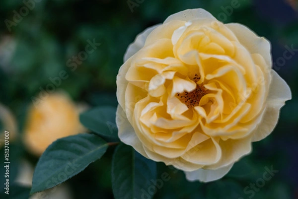 Obraz Close-up of the blossom of a yellow historic English rose