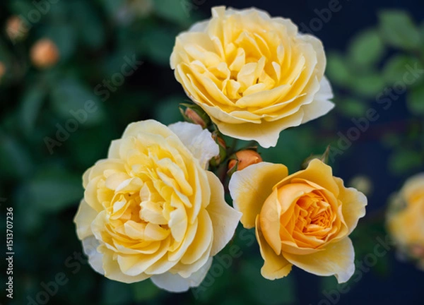 Obraz Close-up of the blossom of a yellow historic English rose