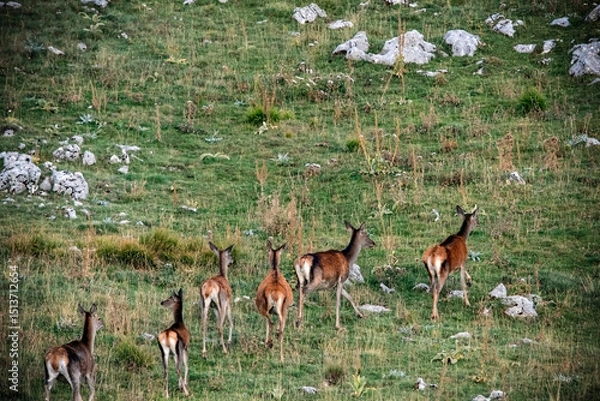 Fototapeta A group of deer in the mountains