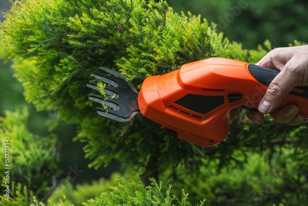 Fototapeta Pruning juniper shoots with a trimmer.Topiary pruning of evergreen and coniferous plants in the garden.