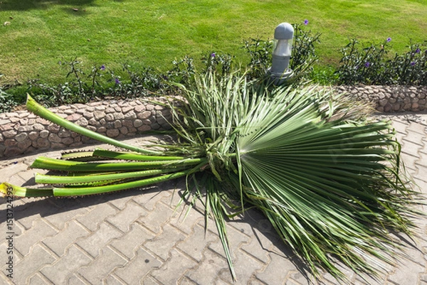 Obraz A bunch of huge cut palm leaves in the garden.
