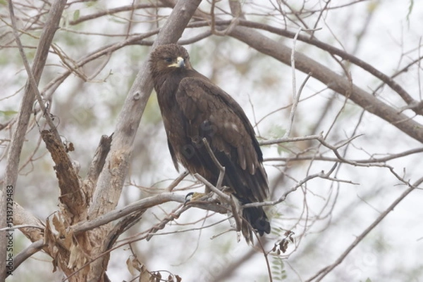 Fototapeta The Golden Eagle is a powerful bird of prey known for its broad wings, golden-brown plumage, and piercing gaze. It soars high over mountains and open landscapes, ruling the skies with grace.
