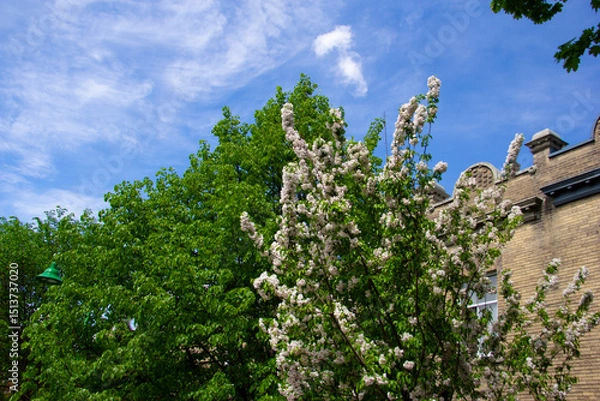 Fototapeta Trees next to a Montreal apartment building