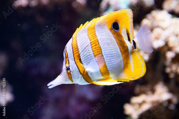 Obraz Butterfly fish