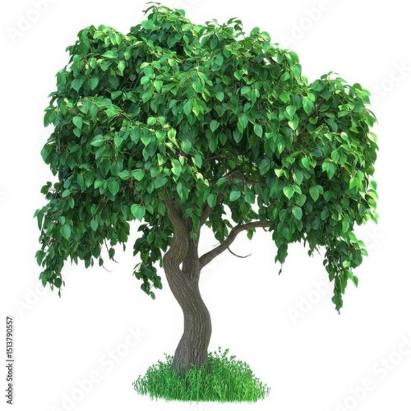 Fototapeta Lush green tree with twisted trunk isolated on white background