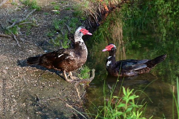Obraz A Pair of wild Muscovy ducks (Cairina moschata) near the bank of a small lake.