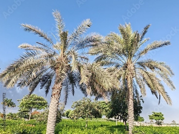 Obraz Palm Tree, View of Palm tree with Blue SKY background, Date tree or Arabic palm tree with Date on it.
Palm trees with Dates fruits on its, trees are Loaded with bunches of fruit