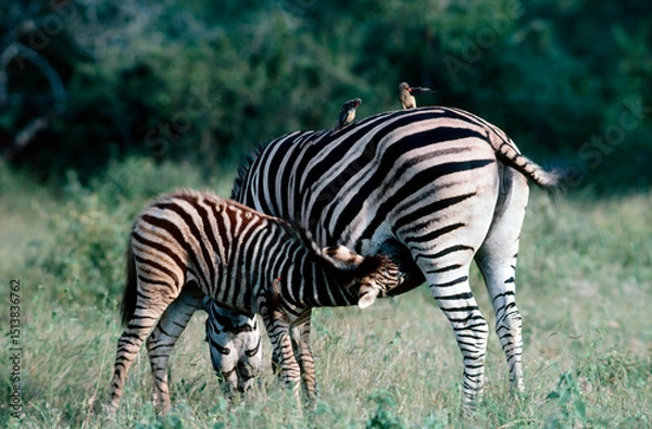 Fototapeta zebra in the wild