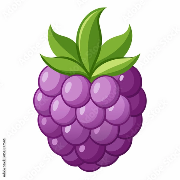 Obraz vector illustration of a raspberry
