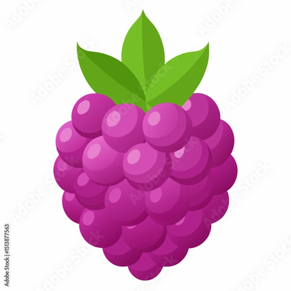Obraz vector illustration of grapes