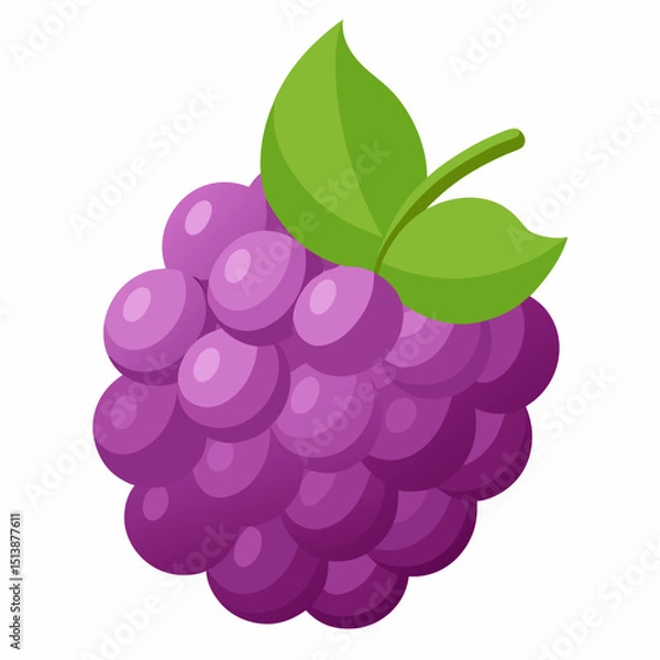 Obraz vector illustration of grapes
