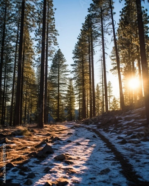 Obraz Sunlit winter forest path snow covered ground tall trees
