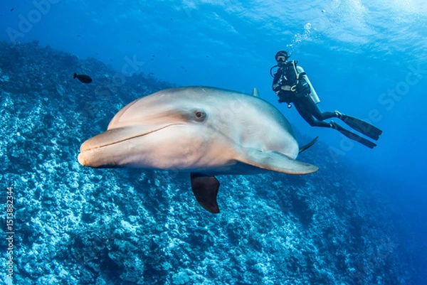 Fototapeta Dolphin, French Polynesia