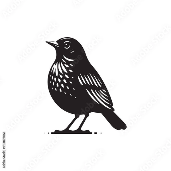 Fototapeta American Robin Vector (1).eps