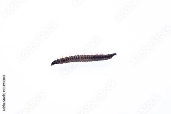 Obraz Bathroom Moth Fly (Clogmia albipunctata)