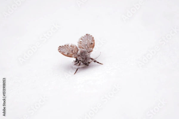Obraz Bathroom Moth Fly (Clogmia albipunctata)
