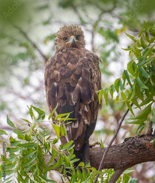 Fototapeta The Golden Eagle is a powerful bird of prey known for its broad wings, golden-brown plumage, and piercing gaze. It soars high over mountains and open landscapes, ruling the skies with grace.