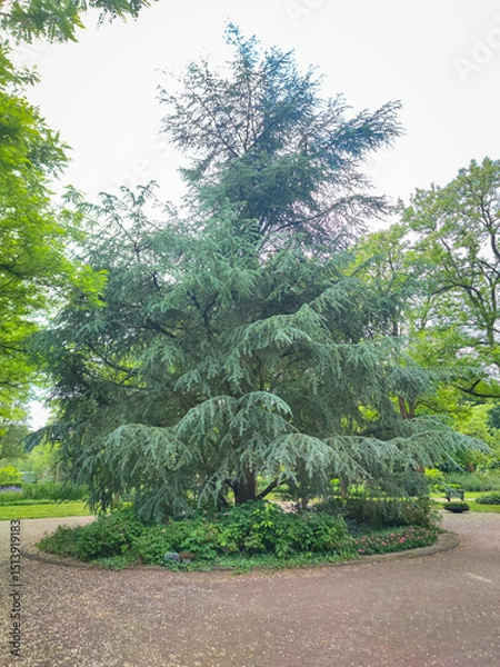 Obraz Large Himalayan cedar (Cedrus deodara) with beautiful blue-green drooping branches