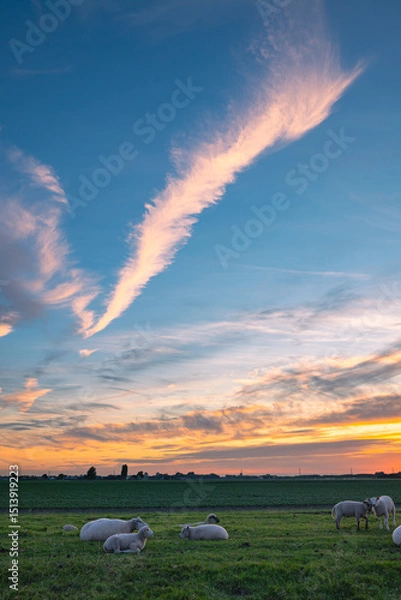 Obraz High level cirrus clouds over grazing sheep in a meadow during sunset