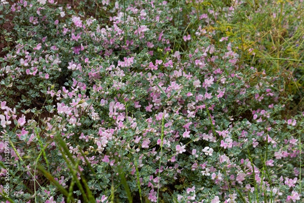 Fototapeta Colorful wildflowers in bloom on a lush hillside in the Alborz Mountains, capturing the vibrant essence of Persian springtime nature.
