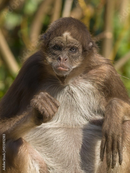 Fototapeta Bob der Affe im Park