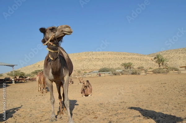 Obraz camel