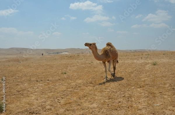 Obraz camel desert