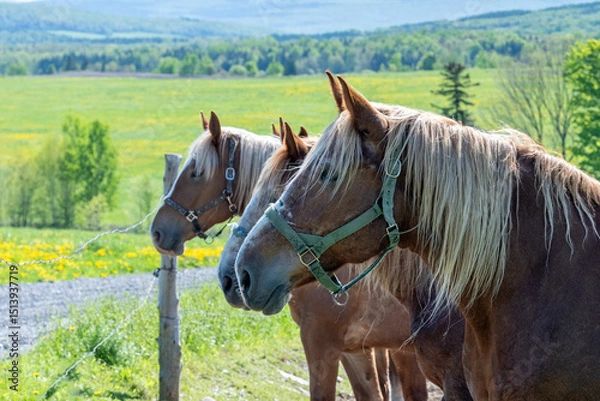 Obraz Beautiful Belgium horses in a field